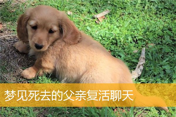 梦见死去的父亲复活聊天