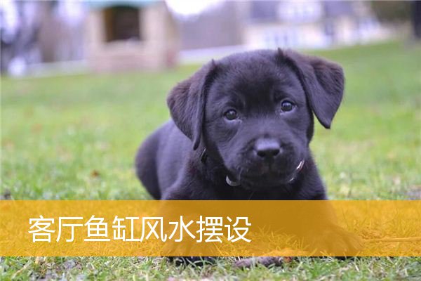 客厅鱼缸风水摆设