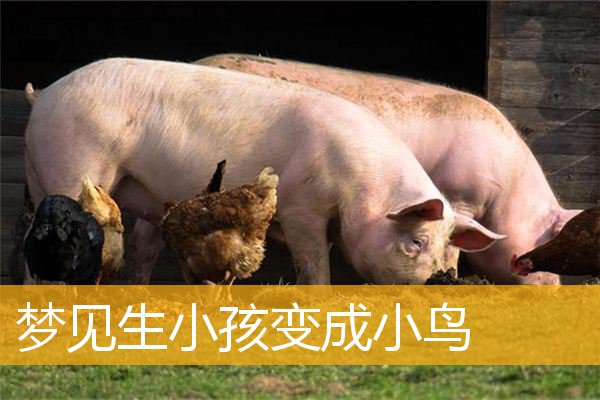 梦见生小孩变成小鸟