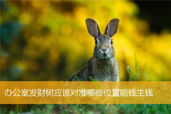 办公室发财树应该对准哪些位置能钱生钱