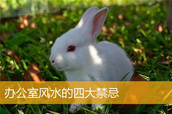 办公室风水的四大禁忌