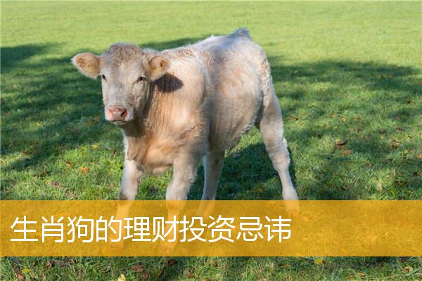 生肖狗的理财投资忌讳