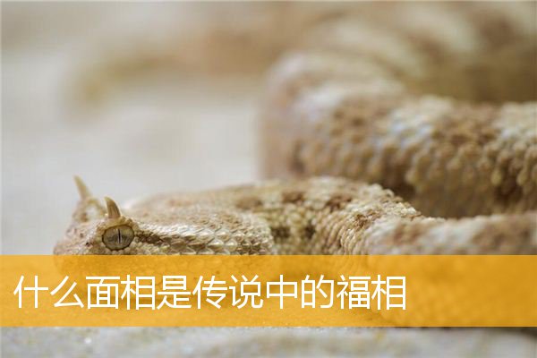 什么面相是传说中的福相