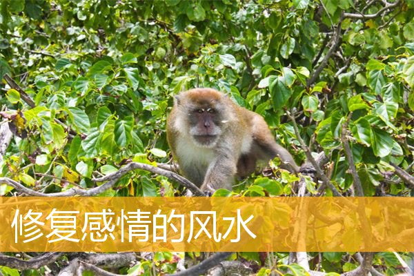 修复感情的风水