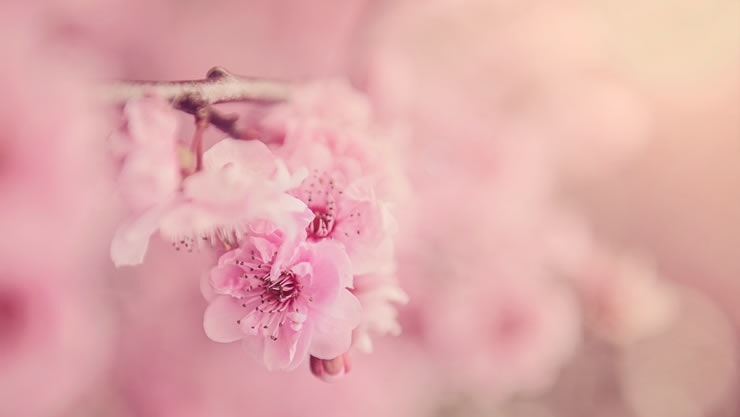 紫微斗数如何看桃花？谈红鸾与孤辰、寡宿