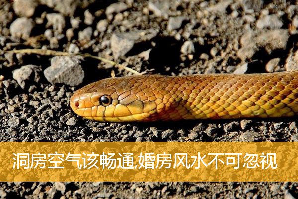 洞房空气该畅通,婚房风水不可忽视