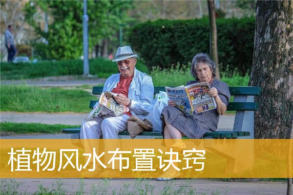 植物风水布置诀窍