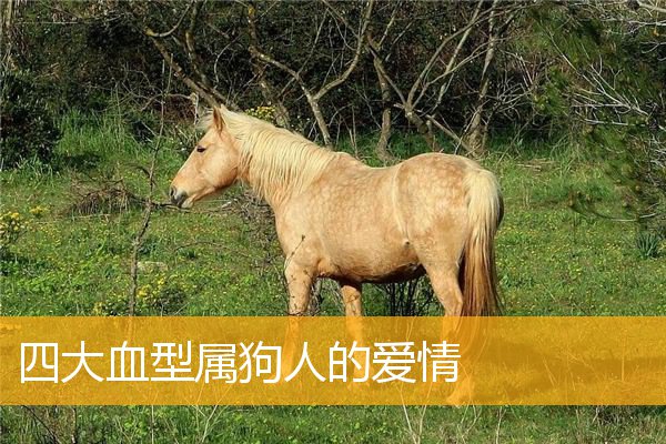四大血型属狗人的爱情