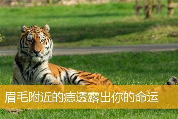 眉毛附近的痣透露出你的命运