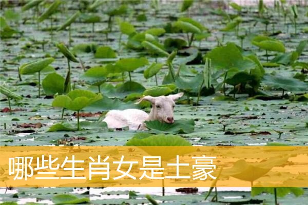 哪些生肖女是土豪