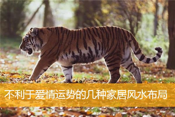 不利于爱情运势的几种家居风水布局