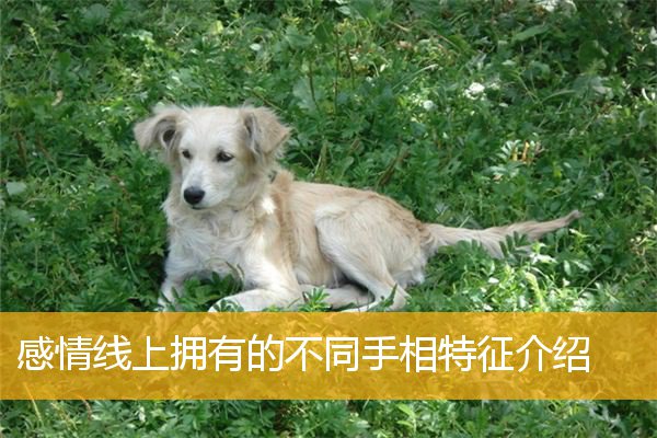 感情线上拥有的不同手相特征介绍