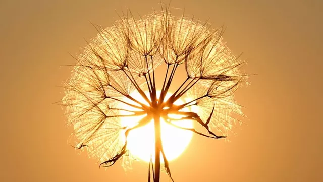 紫微斗数看谁是你生命中的小太阳！